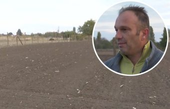 Posadio bijeli luk — “Cijena odlična, biće više nego isplativo” Posadio bijeli luk — “Cijena odlična, biće više nego isplativo”