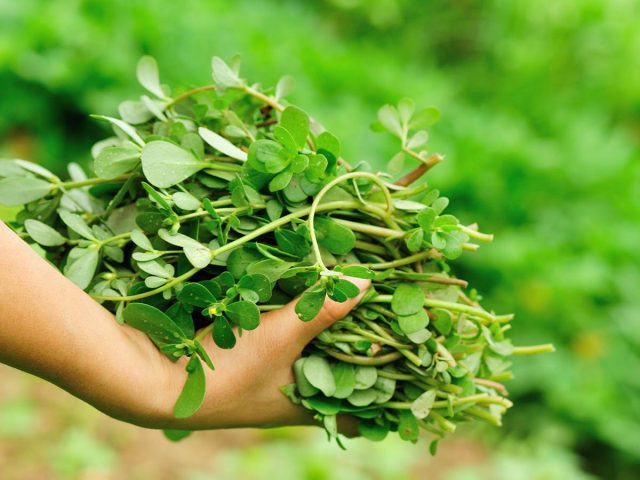 Recept za tušt iz turske – nevjerovatno ukusan i zdrav, a raste svugdje!