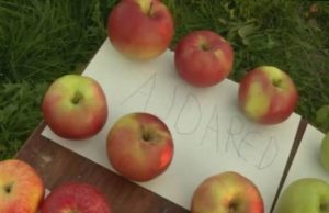 Dojčinović: Cijene jabuka u marketima su nerealno visoke Dojčinović: Cijene jabuka u marketima su nerealno visoke