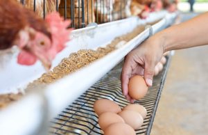 Praznici donose poskupljenje jaja — šta se dešava i zašto plaćamo više Praznici donose poskupljenje jaja — šta se dešava i zašto plaćamo više