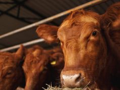 Novo poskupljenje mlijeka u BiH: Domaći proizvođači na ivici opstanka Novo poskupljenje mlijeka u BiH: Domaći proizvođači na ivici opstanka