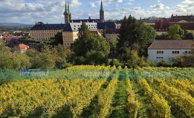 Trava u vinogradu — kositi, tretirati ili okopavati?