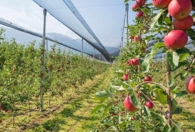 Koja zaštita od grada je najefikasnija: mreže, rakete ili topovi?