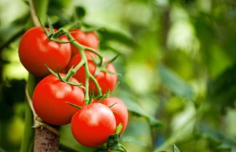 Kako uzgojiti paradajz u bašti: kompletan vodič za početnike Kako uzgojiti paradajz u bašti: kompletan vodič za početnike