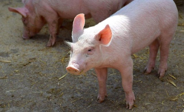 prasencee-1140x694 Prvi slučaj afričke kuge svinja u Zvorniku — žarište brzo sanirano