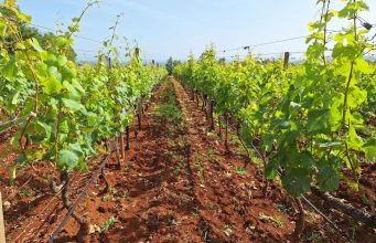 Hercegovački vinogradari bilježe iznadprosječan urod, evo šta nas čeka…