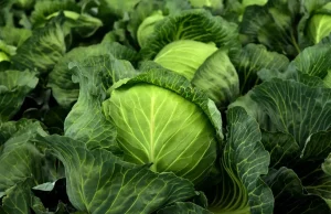 Državljanin BiH kažnjen zbog kupusa – plaćanje kazne od oko 1 400 KM