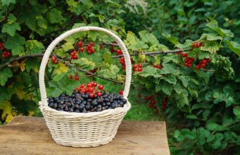 Sedam najboljih voćaka i grmova za sadnju u decembru Sedam najboljih voćaka i grmova za sadnju u decembru
