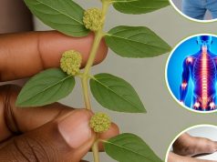 Biljka koja pomaže kod šećera, bubrega i jetre – šta treba znati? Biljka koja pomaže kod šećera, bubrega i jetre - šta treba znati?