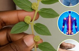 Biljka koja pomaže kod šećera, bubrega i jetre – šta treba znati? Biljka koja pomaže kod šećera, bubrega i jetre - šta treba znati?