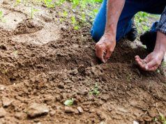 Šta se radi u plasteniku i bašti u novembru Šta se radi u plasteniku i bašti u novembru