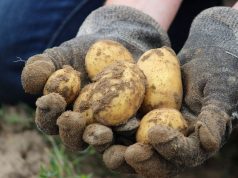 Šta najbolje raste na gredici na kojoj je prethodno rastao krompir?