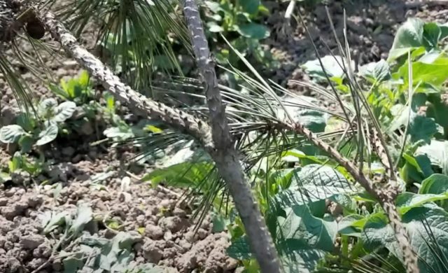 priroda-1140x694 Prirodni insekticid koji uništava štetočine za pet minuta - kako ga napraviti i zašto funkcioniše