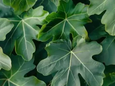 Listovi smokve kriju moć: Evo zašto ih više nikad ne trebate baciti Listovi smokve kriju moć: Evo zašto ih više nikad ne trebate baciti